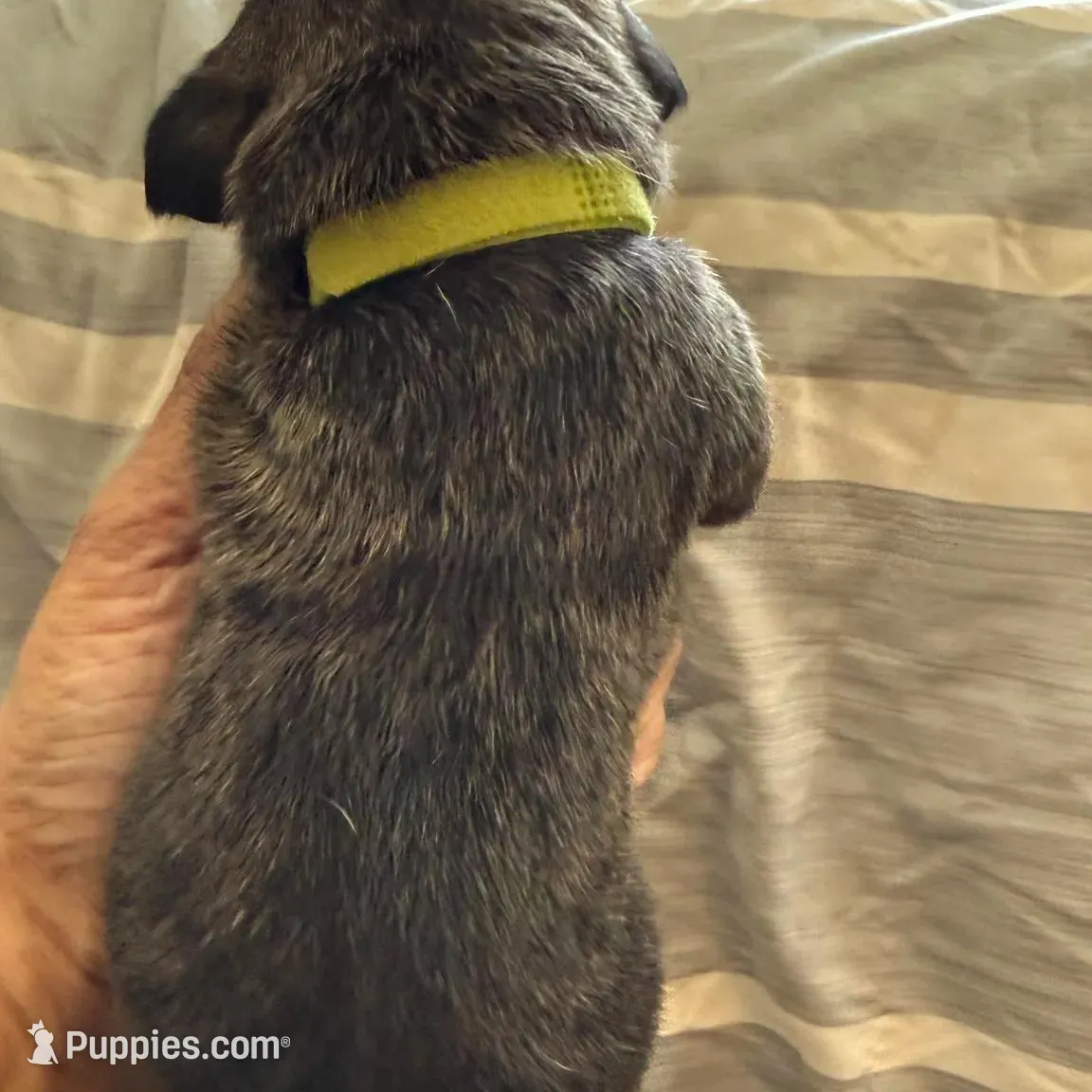 Lime Green Collar, a female Cane Corso for sale in Dale City, VA – Photo 4 of 8