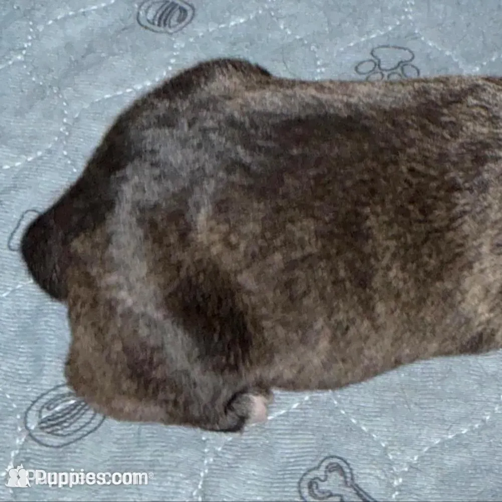 Lime Green Collar, a female Cane Corso for sale in Dale City, VA – Photo 3 of 8