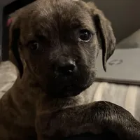 Pink Collar/ My Little Runt, a female Cane Corso for sale in Dale City, VA – Photo 5 of 7