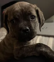 My Little Runt, a female Cane Corso for sale in Dale City, VA – Photo 5 of 7