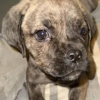 Pink Collar/ My Little Runt, a female Cane Corso for sale in Dale City, VA – Photo 2 of 7
