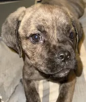 My Little Runt, a female Cane Corso for sale in Dale City, VA – Photo 2 of 7