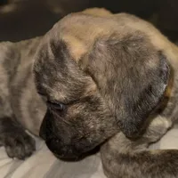 Pink Collar/ My Little Runt, a female Cane Corso for sale in Dale City, VA – Photo 1 of 7