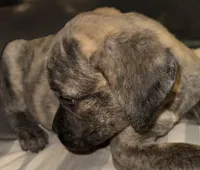 My Little Runt, a female Cane Corso for sale in Dale City, VA – Photo 1 of 7