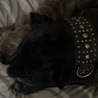 Pink Collar/ My Little Runt, a female Cane Corso for sale in Dale City, VA – Photo 3 of 7