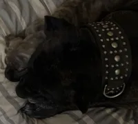 My Little Runt, a female Cane Corso for sale in Dale City, VA – Photo 3 of 7