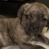 Pink Collar/ My Little Runt, a female Cane Corso for sale in Dale City, VA – Photo 6 of 7