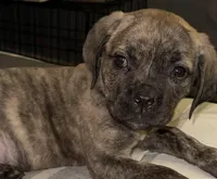 My Little Runt, a female Cane Corso for sale in Dale City, VA – Photo 6 of 7