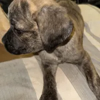 Pink Collar/ My Little Runt, a female Cane Corso for sale in Dale City, VA – Photo 4 of 7