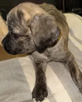 My Little Runt, a female Cane Corso for sale in Dale City, VA – Photo 4 of 7