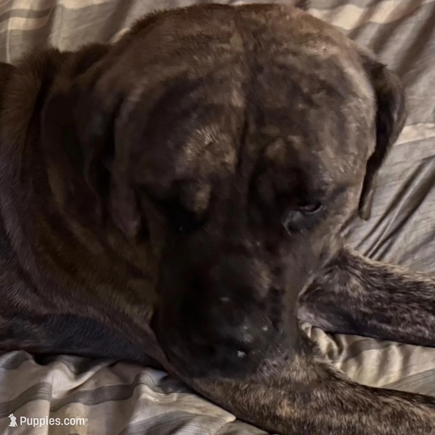 My Little Runt, a female Cane Corso for sale in Dale City, VA – Photo 7 of 7