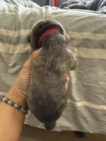 Red Collar, a male Cane Corso for sale in Dale City, VA – Photo 6 of 6