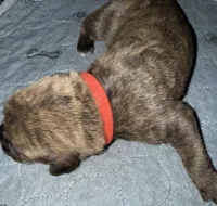 Red Collar, a male Cane Corso for sale in Dale City, VA – Photo 5 of 6