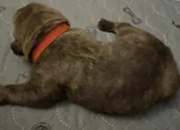 Red Collar, a male Cane Corso for sale in Dale City, VA – Photo 2 of 6