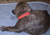 Red Collar, a male Cane Corso for sale in Dale City, VA – Photo 1 of 6