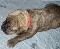 Red Collar, a male Cane Corso for sale in Dale City, VA – Photo 3 of 6