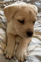 Straw Puppy, a female Cane Corso for sale in Dale City, VA – Photo 4 of 9