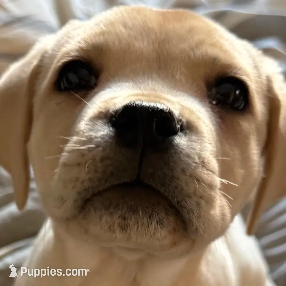 Straw Puppy, a female Cane Corso for sale in Dale City, VA – Photo 3 of 9