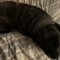 Black Collar / Straw Pup, a female Cane Corso for sale in Dale City, VA – Photo 7 of 8