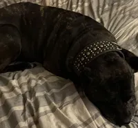 Straw Puppy, a female Cane Corso for sale in Dale City, VA – Photo 8 of 9