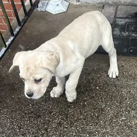 Black Collar / Straw Pup, a female Cane Corso for sale in Dale City, VA – Photo 2 of 8