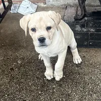 Black Collar / Straw Pup, a female Cane Corso for sale in Dale City, VA – Photo 1 of 8