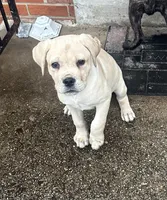 Straw Pup, a female Cane Corso for sale in Dale City, VA – Photo 1 of 8