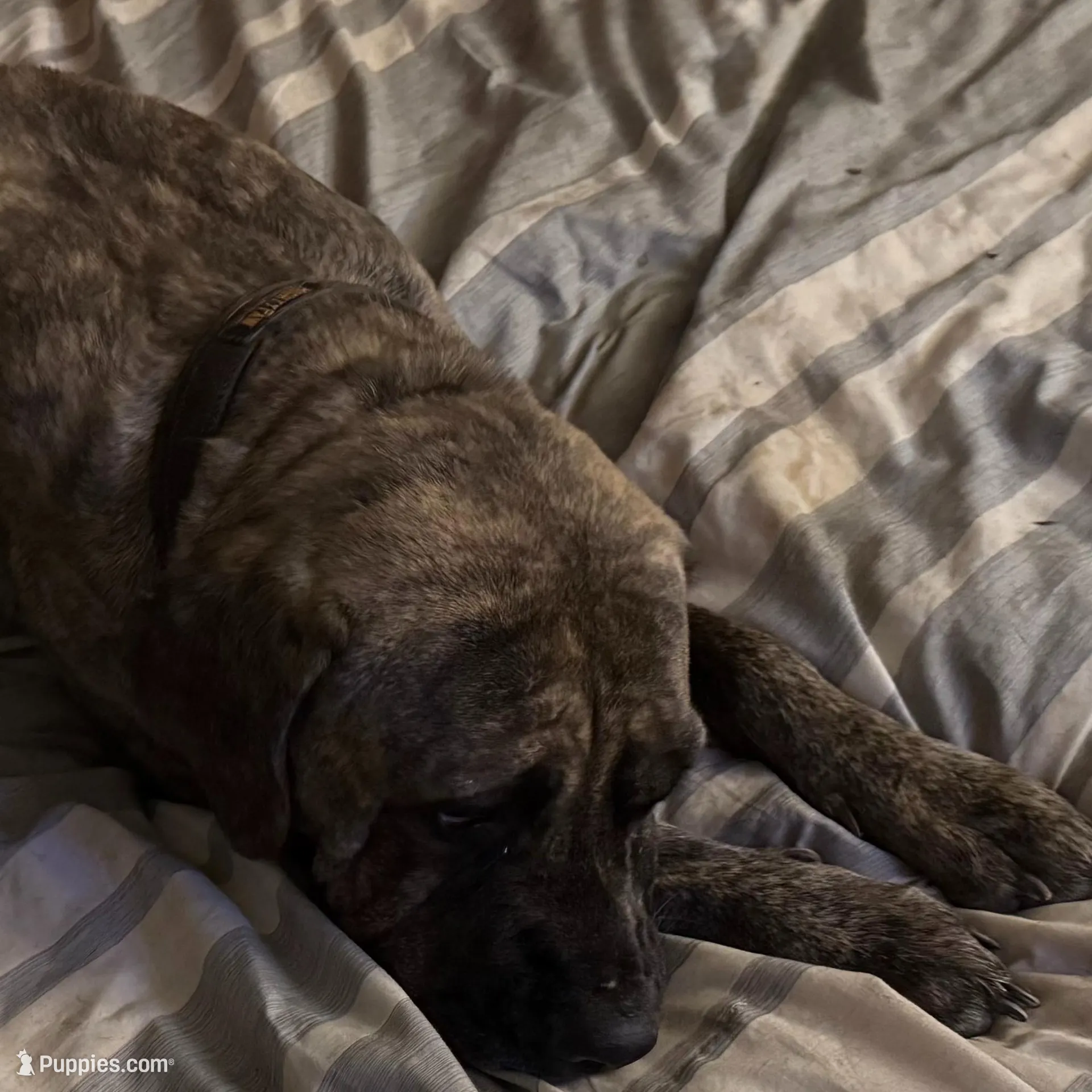 Straw Puppy, a female Cane Corso for sale in Dale City, VA – Photo 9 of 9