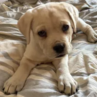 Black Collar / Straw Pup, a female Cane Corso for sale in Dale City, VA – Photo 6 of 8