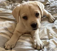 Straw Puppy, a female Cane Corso for sale in Dale City, VA – Photo 6 of 9