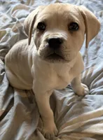 Straw Puppy, a female Cane Corso for sale in Dale City, VA – Photo 2 of 9