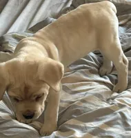 Straw Puppy, a female Cane Corso for sale in Dale City, VA – Photo 5 of 9