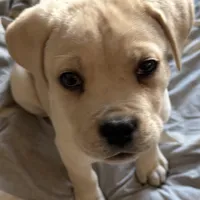 Black Collar / Straw Pup, a female Cane Corso for sale in Dale City, VA – Photo 3 of 8