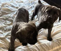 Hyper Girl , a female Cane Corso for sale in Dale City, VA – Photo 7 of 10