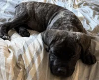 Hyper Girl , a female Cane Corso for sale in Dale City, VA – Photo 6 of 10