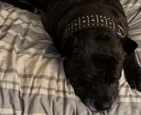 Hyper Girl , a female Cane Corso for sale in Dale City, VA – Photo 10 of 10