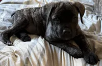 Hyper Girl , a female Cane Corso for sale in Dale City, VA – Photo 4 of 10