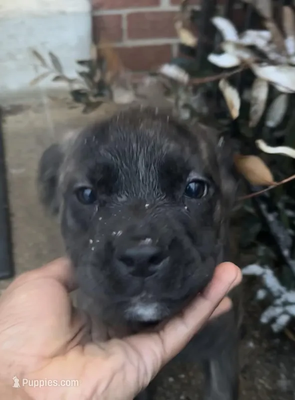Hyper Puppy, a female Cane Corso for sale in Dale City, VA – Photo 1 of 7