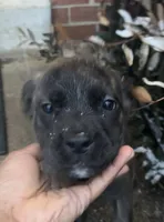 Hyper Puppy, a female Cane Corso for sale in Dale City, VA – Photo 1 of 7