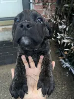 Hyper Puppy, a female Cane Corso for sale in Dale City, VA – Photo 2 of 7