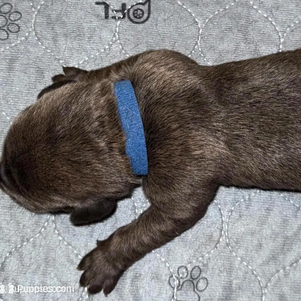 Dark Blue Collar, a male Cane Corso for sale in Dale City, VA – Photo 4 of 4