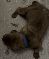 Dark Blue Collar, a male Cane Corso for sale in Dale City, VA – Photo 3 of 4