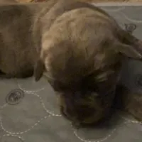 Yellow Collar, a female Cane Corso for sale in Dale City, VA – Photo 4 of 10