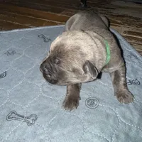 Yellow Collar, a female Cane Corso for sale in Dale City, VA – Photo 9 of 10