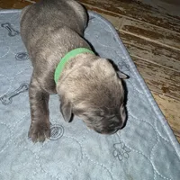 Yellow Collar, a female Cane Corso for sale in Dale City, VA – Photo 10 of 10
