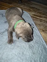 Light Green Collar, a female Cane Corso for sale in Dale City, VA – Photo 10 of 10