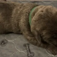 Yellow Collar, a female Cane Corso for sale in Dale City, VA – Photo 3 of 10