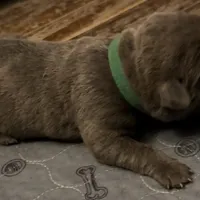 Yellow Collar, a female Cane Corso for sale in Dale City, VA – Photo 5 of 10