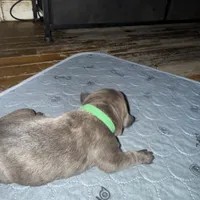 Yellow Collar, a female Cane Corso for sale in Dale City, VA – Photo 7 of 10