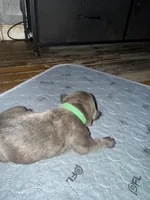 Light Green Collar, a female Cane Corso for sale in Dale City, VA – Photo 7 of 10